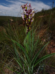 Disa cooperi