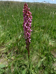 Disa rhodantha