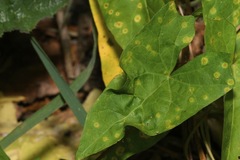 Puccinia convolvuli