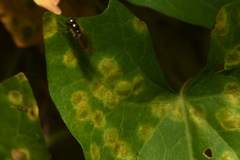 Puccinia convolvuli