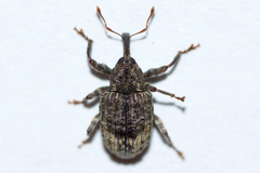 Conotrachelus seniculus