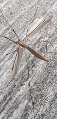 Acutipula