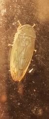 Polana quadrinotata
