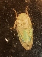 Polana quadrinotata