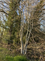 Juglans regia