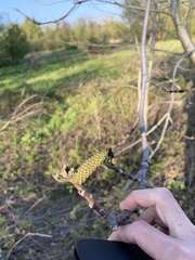 Juglans regia