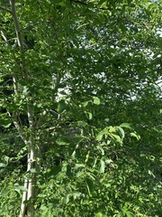 Juglans regia