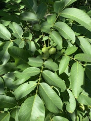 Juglans regia