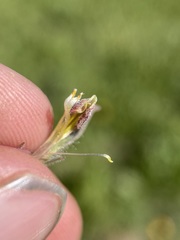 Cordylanthus capitatus