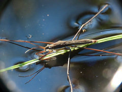 Limnoporus