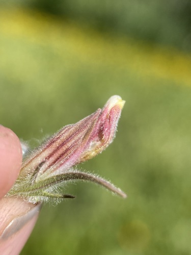 Image of Cordylanthus capitatus by (c) Matt Berger, some rights reserved (CC BY)