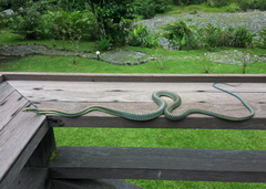 Chrysopelea paradisi