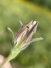 Cordylanthus capitatus