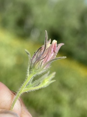 Cordylanthus capitatus