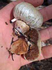 Pholiota nubigena