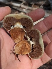 Pholiota nubigena