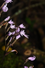 Stenoglottis fimbriata