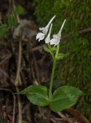 Disperis anthoceros