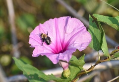 Ipomoea shumardiana