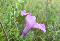 Ipomoea shumardiana