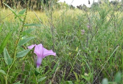 Ipomoea shumardiana