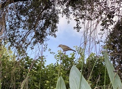 Passer domesticus