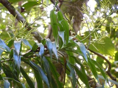 Dracaena angustifolia