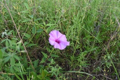 Ipomoea shumardiana