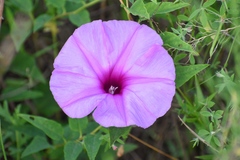 Ipomoea shumardiana