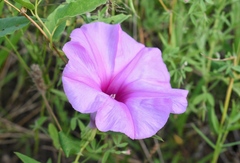Ipomoea shumardiana