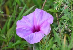Ipomoea shumardiana