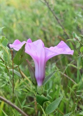 Ipomoea shumardiana
