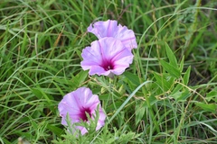Ipomoea shumardiana