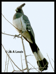 Corythaixoides leucogaster