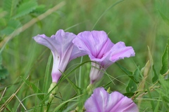 Ipomoea shumardiana