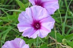 Ipomoea shumardiana