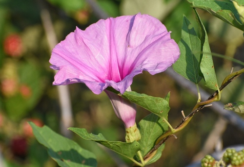 narrowleaf morning-glory (Ipomoea shumardiana)