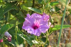 Ipomoea shumardiana