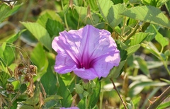 Ipomoea shumardiana