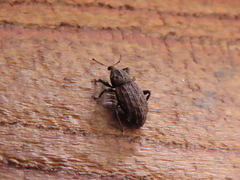 Steremnius tuberosus