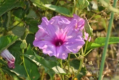 Ipomoea shumardiana