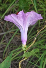 Ipomoea shumardiana