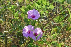 Ipomoea shumardiana