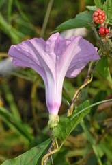 Ipomoea shumardiana