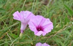 Ipomoea shumardiana