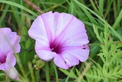 Ipomoea shumardiana