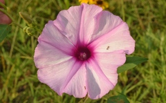 Ipomoea shumardiana