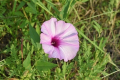 Ipomoea shumardiana