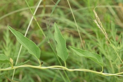 Ipomoea shumardiana