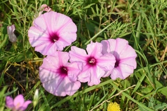 Ipomoea shumardiana